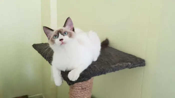 Gato ra a SRD idade 2 a 6 meses nome Raquel