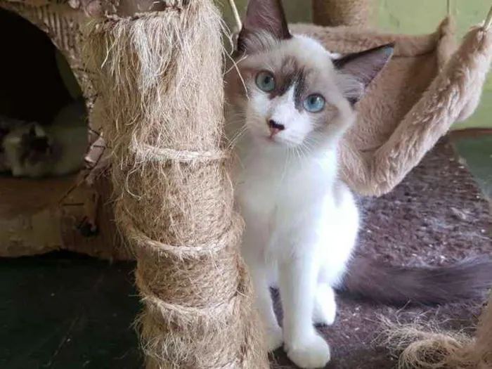 Gato ra a SRD idade 2 a 6 meses nome Raquel