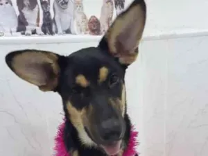 Cachorro raça SRD idade 2 a 6 meses nome Tigresa