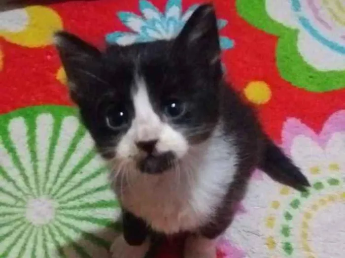 Gato ra a Sem raça idade 2 a 6 meses nome Sem nome