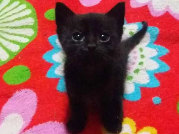 Gato ra a Sem raça idade 2 a 6 meses nome Sem nome