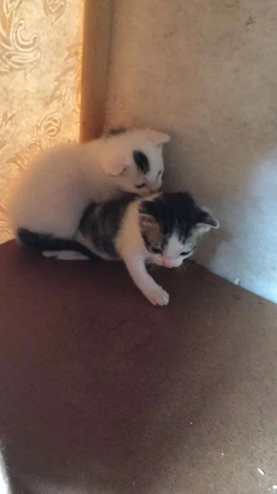 Gato ra a SRD idade Abaixo de 2 meses nome Anna e Elsa 