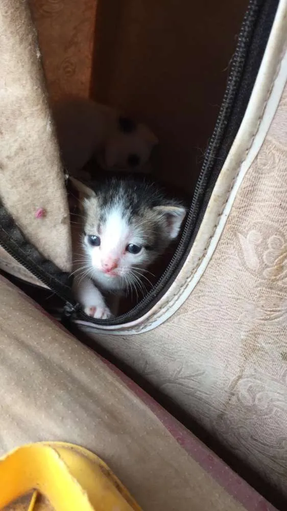 Gato ra a SRD idade Abaixo de 2 meses nome Anna e Elsa 