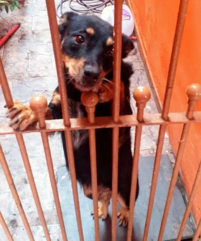 Cachorro ra a Mestiço idade 1 ano nome Bruna