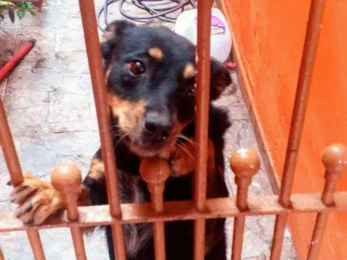 Cachorro ra a Mestiço idade 1 ano nome Bruna