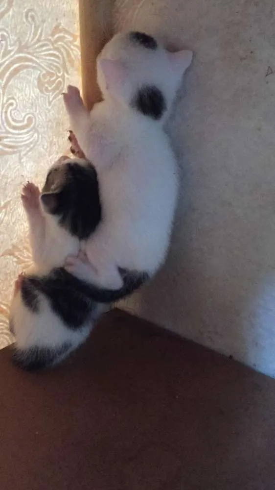 Gato ra a SRD idade Abaixo de 2 meses nome Anna e Elsa 