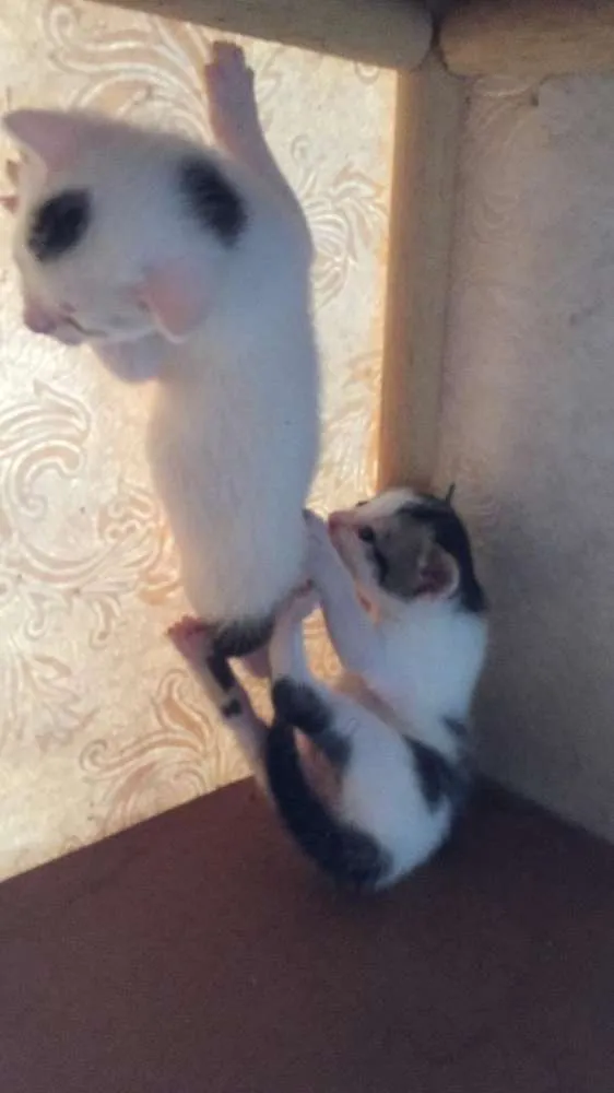Gato ra a SRD idade Abaixo de 2 meses nome Anna e Elsa 