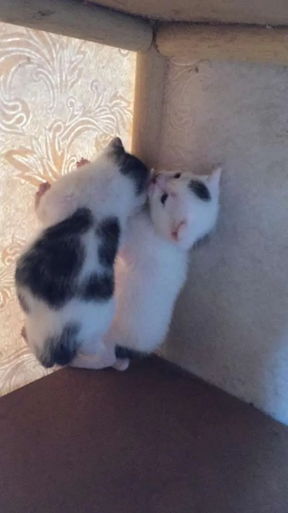 Gato ra a SRD idade Abaixo de 2 meses nome Anna e Elsa 