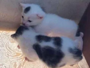 Gato raça SRD idade Abaixo de 2 meses nome Anna e Elsa 