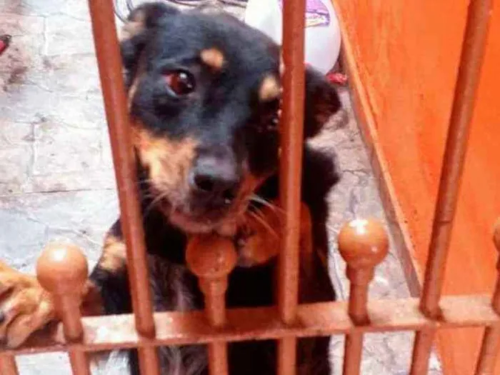Cachorro ra a Mestiço idade 1 ano nome Bruna