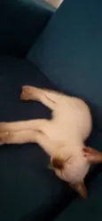 Gatinhos filhotes.
