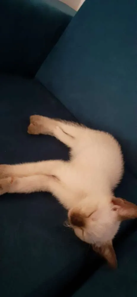Gato raça  idade Abaixo de 2 meses nome Gatinhos filhotes.