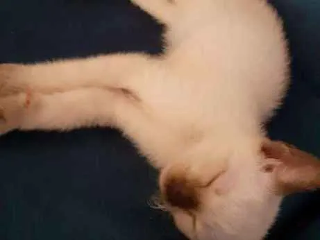 Gato raça  idade Abaixo de 2 meses nome Gatinhos filhotes.