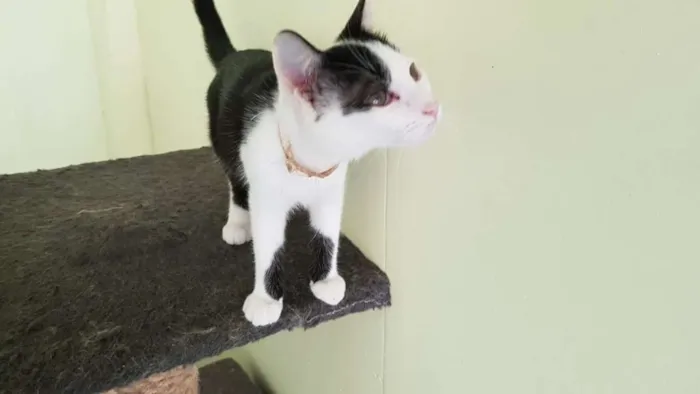 Gato ra a SRD idade 2 a 6 meses nome Fifi