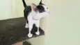 Fifi