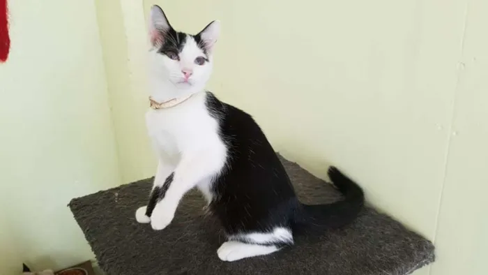 Gato ra a SRD idade 2 a 6 meses nome Fifi
