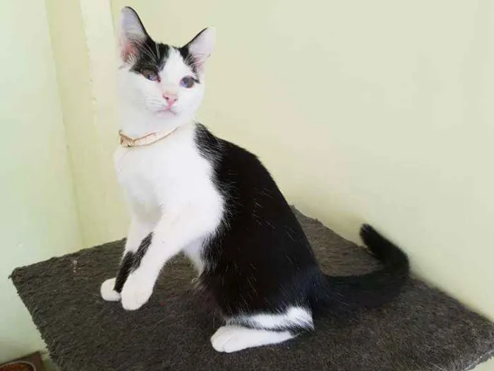 Gato ra a SRD idade 2 a 6 meses nome Fifi