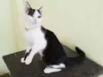 Fifi