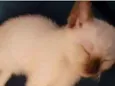 Gatinhos filhotes.