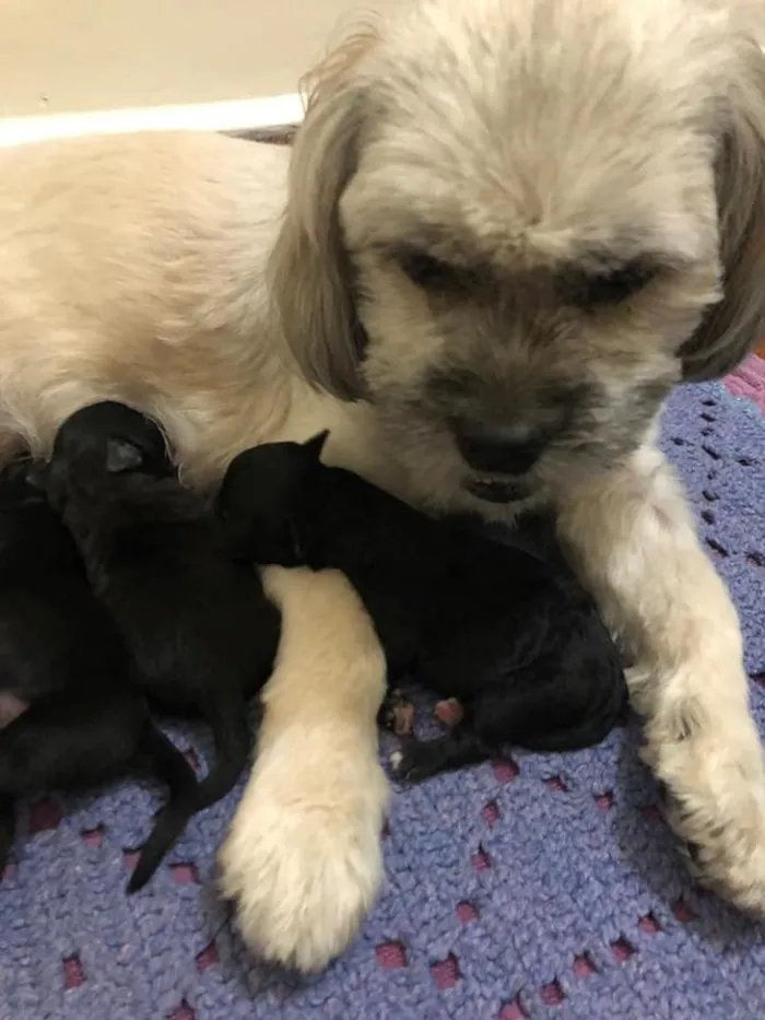 Cachorro ra a Ihasa Apso idade 3 anos nome Cissa 