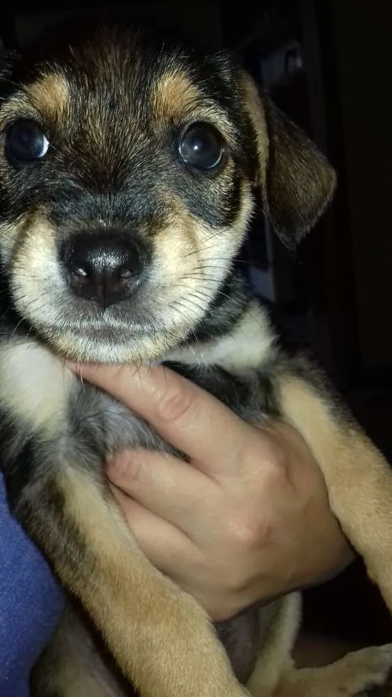 Cachorro ra a Vira lata  idade Abaixo de 2 meses nome sem nome