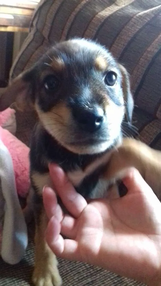 Cachorro ra a Vira lata  idade Abaixo de 2 meses nome sem nome