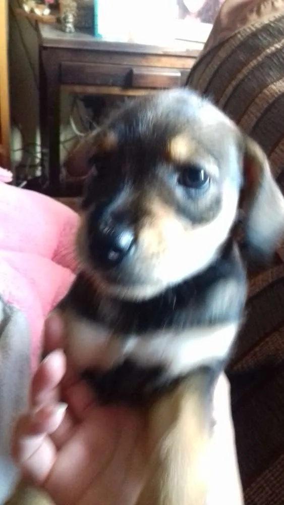 Cachorro ra a Vira lata  idade Abaixo de 2 meses nome sem nome