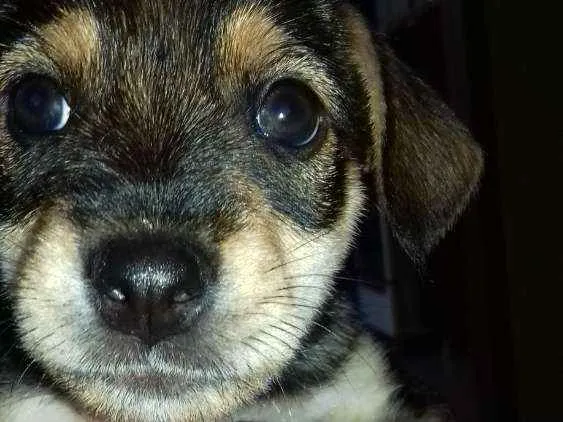 Cachorro ra a Vira lata  idade Abaixo de 2 meses nome sem nome