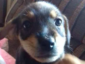 Cachorro raça Vira lata  idade Abaixo de 2 meses nome sem nome