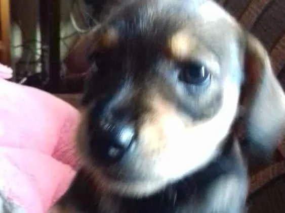 Cachorro ra a Vira lata  idade Abaixo de 2 meses nome sem nome