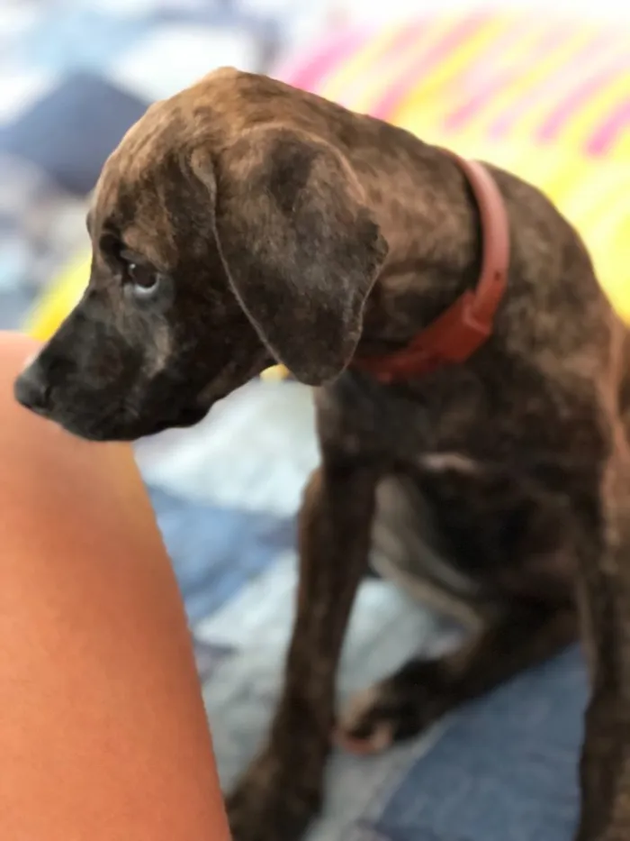 Cachorro ra a Não sei idade 2 a 6 meses nome Estrela