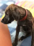 Estrela
