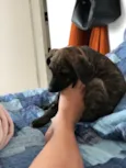 Estrela