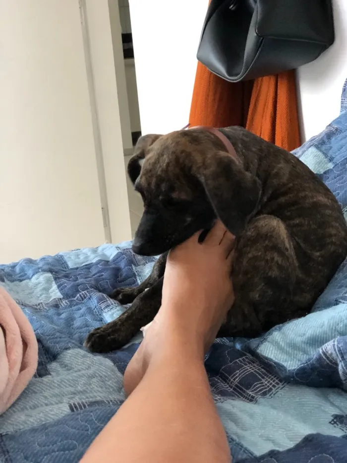 Cachorro ra a Não sei idade 2 a 6 meses nome Estrela