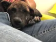 Estrela