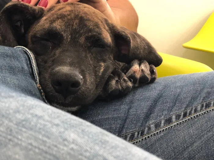 Cachorro ra a Não sei idade 2 a 6 meses nome Estrela