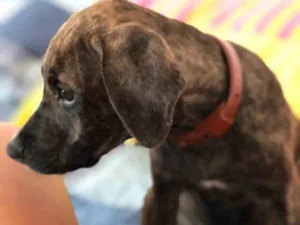 Cachorro raça Não sei idade 2 a 6 meses nome Estrela