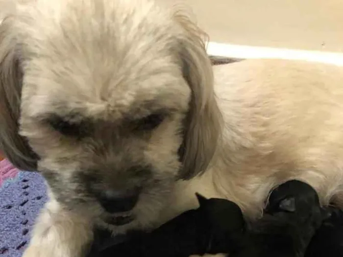 Cachorro ra a Ihasa Apso idade 3 anos nome Cissa 
