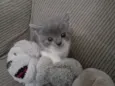 Pet