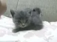 Pet