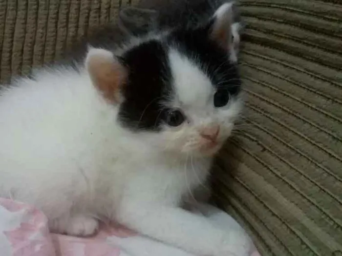 Gato ra a Persa com vira lata idade Abaixo de 2 meses nome Pet