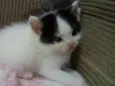 Pet
