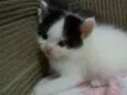 Pet