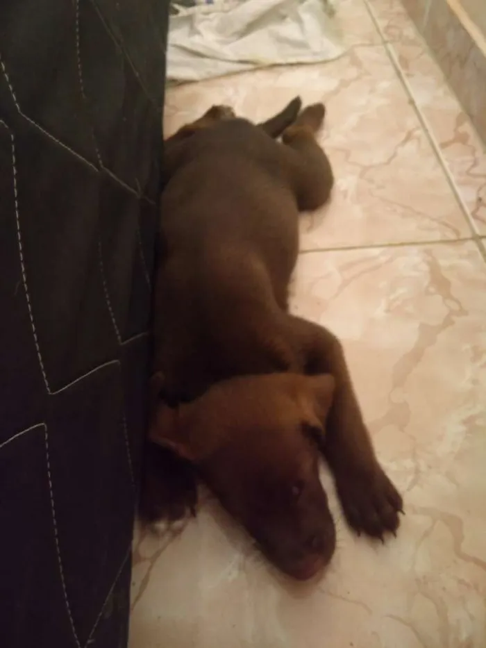 Cachorro raça Rachado labrador idade Abaixo de 2 meses nome Não tem nome