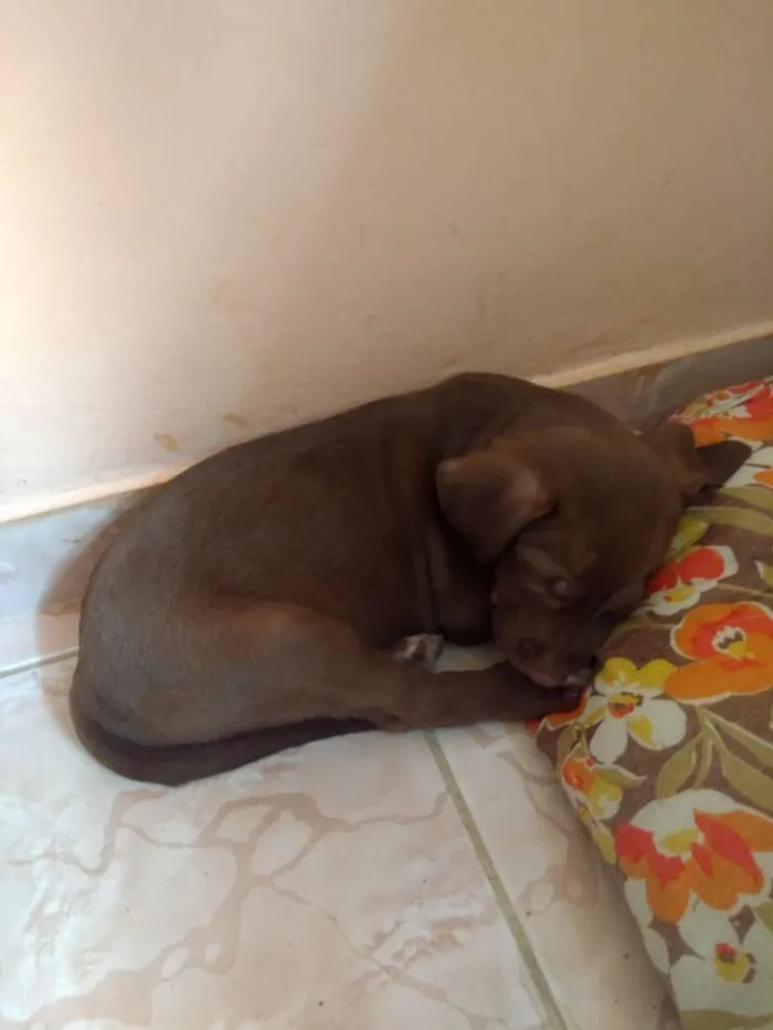 Cachorro raça Rachado labrador idade Abaixo de 2 meses nome Não tem nome