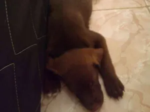 Cachorro raça Rachado labrador idade Abaixo de 2 meses nome Não tem nome