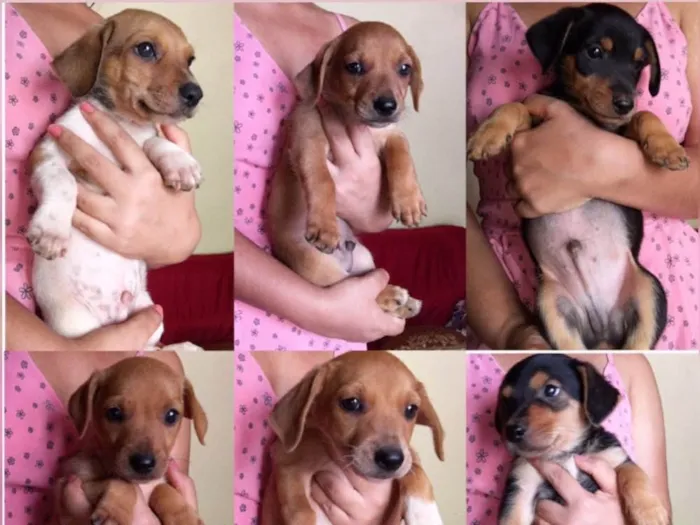 Cachorro ra a Vira lata idade Abaixo de 2 meses nome Não tem nomes