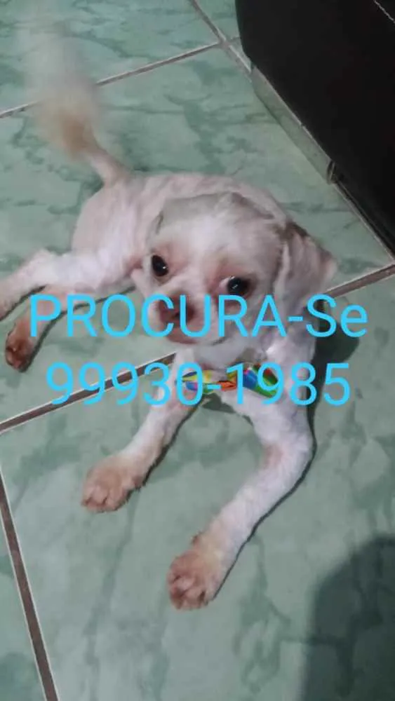 Cachorro ra a Stitzu idade 4 anos nome Lupi