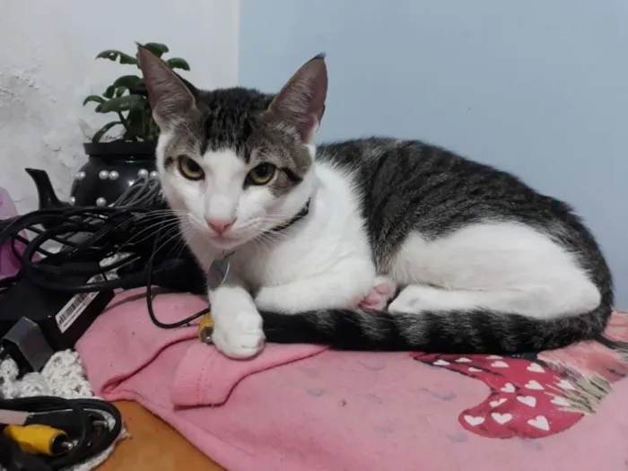 Gato ra a Sem raça definida idade 2 a 6 meses nome Santos Dumont