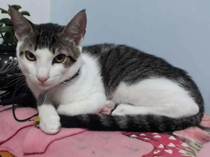 Gato ra a Sem raça definida idade 2 a 6 meses nome Santos Dumont